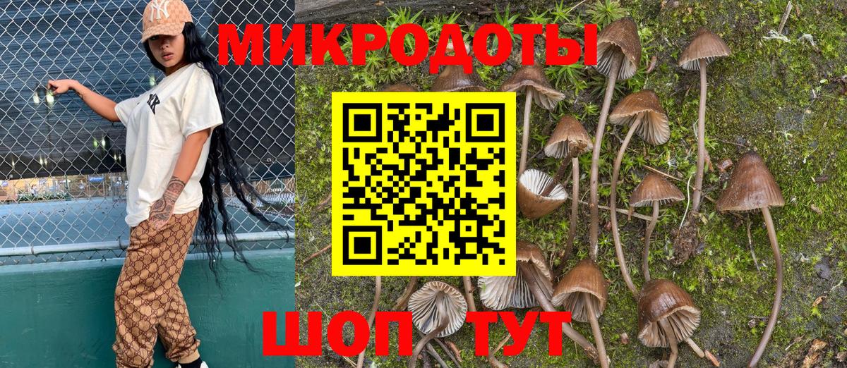 Галлюциногенные грибы Psilocybe Дедовск